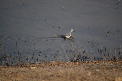 Common Greenshank