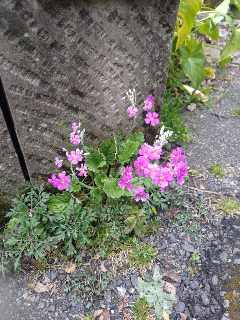 Hoa báo xuân – Primula malacoides