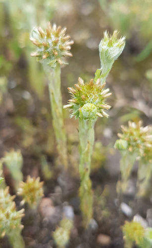 Common Cottonrose