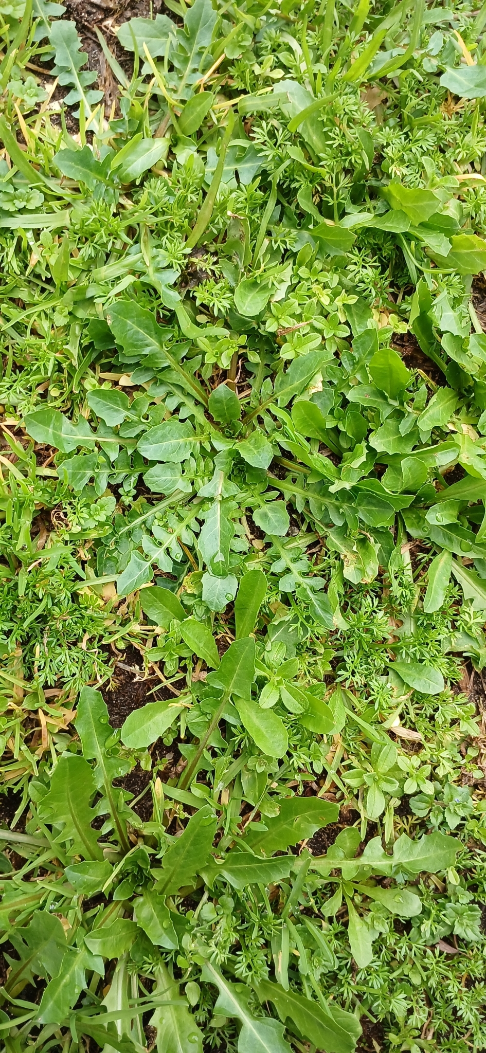 Imagem de Almeirão-de-árvore