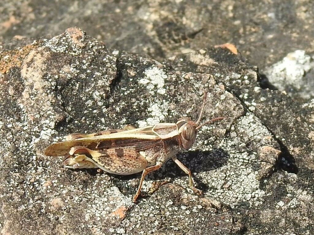 Acorypha brazzavillei