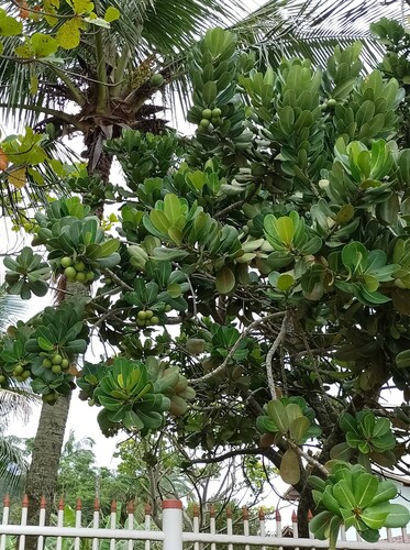 Foto de Abricó-de-praia