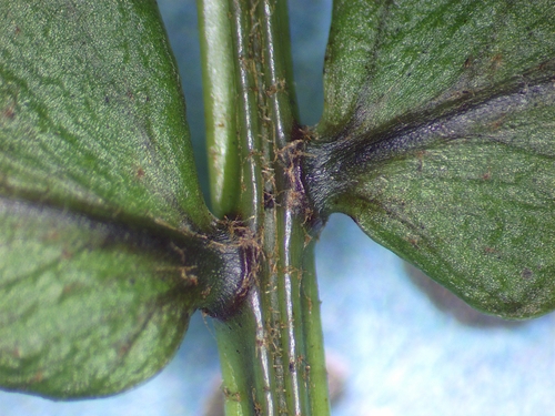 Nephrolepis biserrata iNat (1)