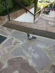 Columba livia domestica