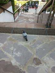 Columba livia domestica