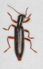 Cymatodera oblita