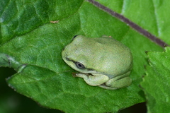 Hyla annectans