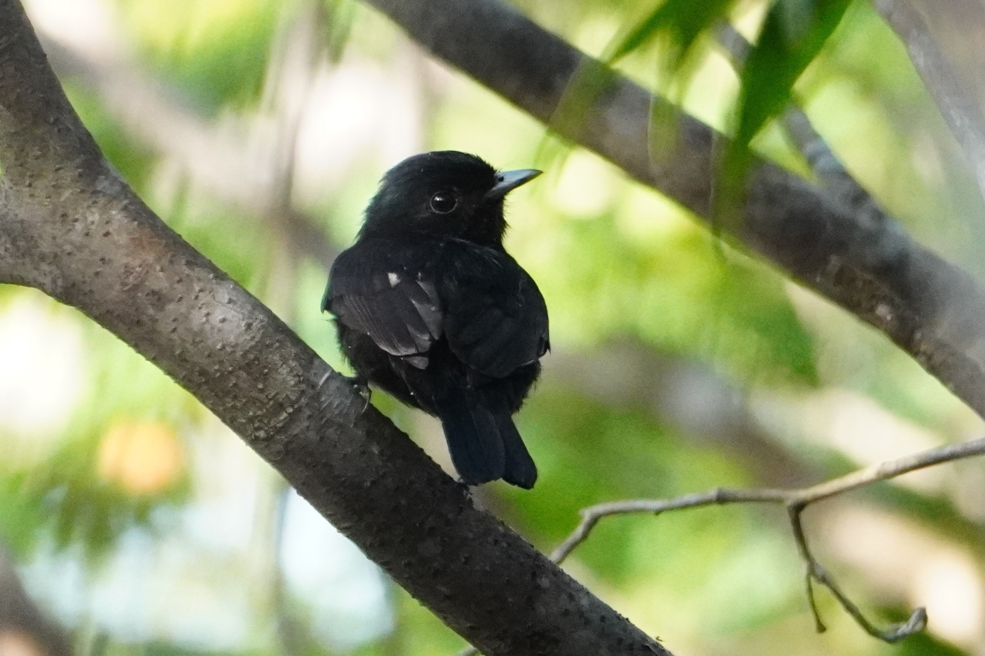 Black Manakin (Xenopipo atronitens), photo 1