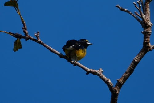 White-vented Euphonia (Euphonia minuta), photo 5