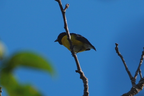 White-vented Euphonia (Euphonia minuta), photo 6
