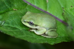 Hyla annectans