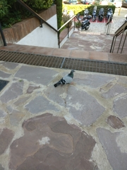 Columba livia domestica