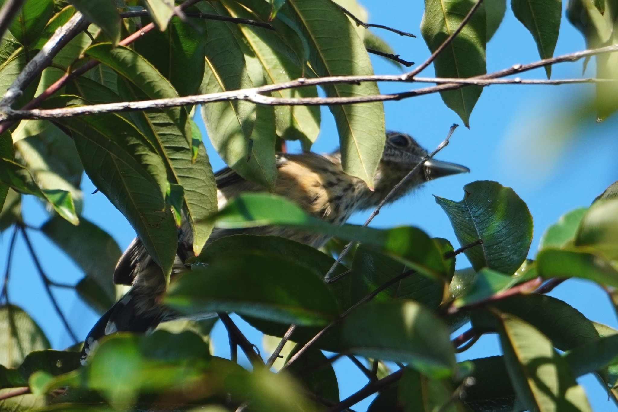 Black-crested Antshrike (Sakesphorus canadensis), photo 3