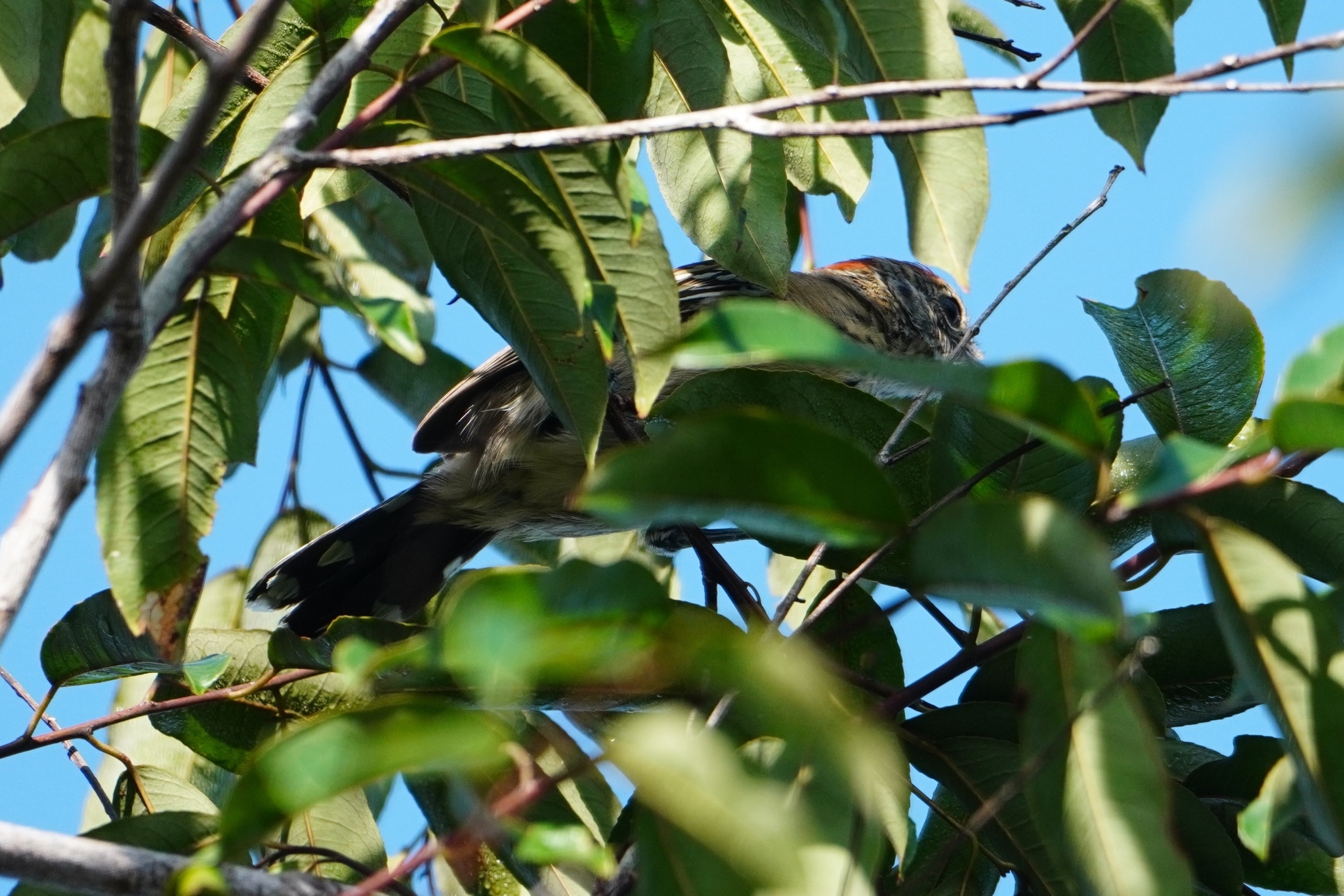 Black-crested Antshrike (Sakesphorus canadensis), photo 4