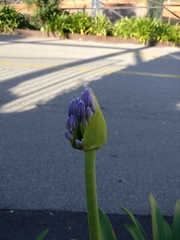 Agapanthus