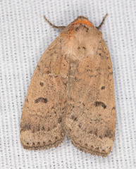 Abagrotis