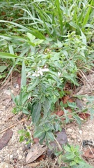 © PaÜ, some rights reserved (CC-BY-NC)