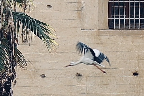 White Stork
