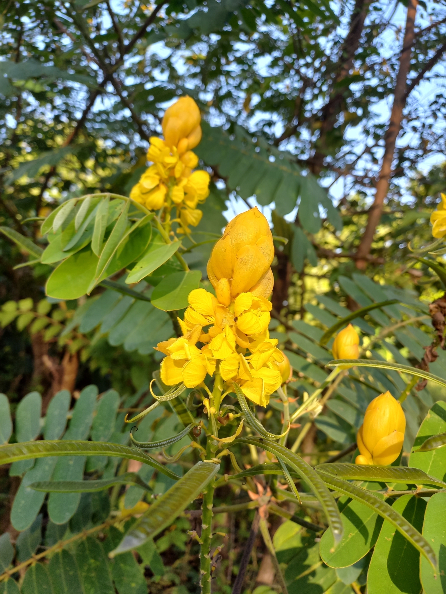 Imagem de Mata-pasto