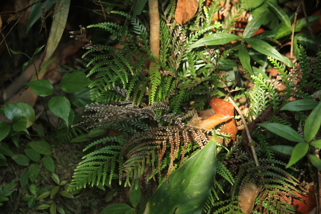 Tapeinidium gracile (Tapeinidium gracile)