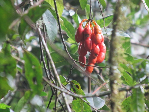 Monanthotaxis orophila