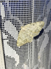 Charissa glaucinaria