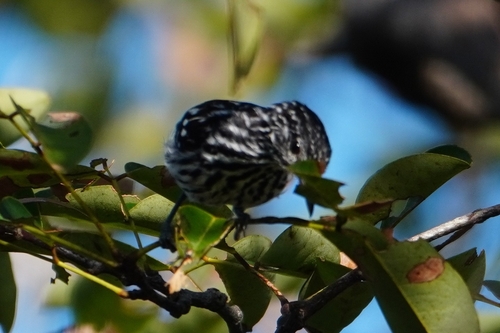 Cherrie's Antwren (Myrmotherula cherriei)