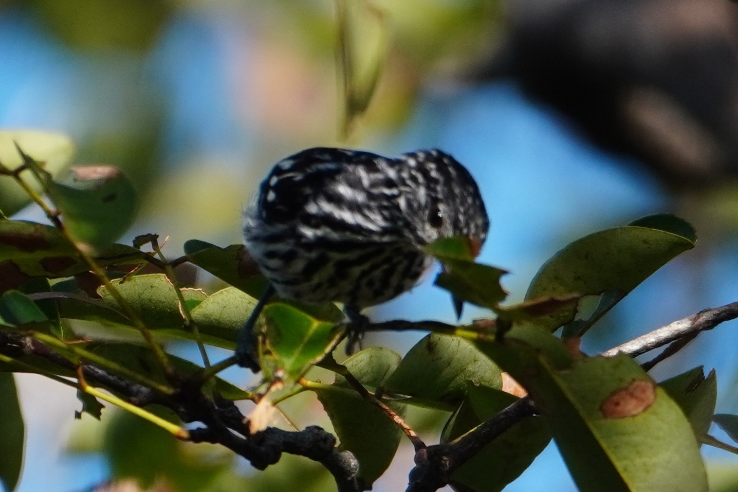 Cherrie's Antwren (Myrmotherula cherriei), photo 1