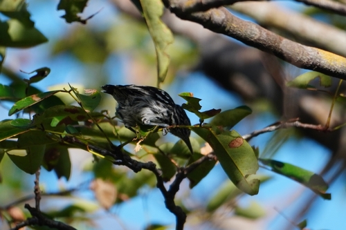 Cherrie's Antwren (Myrmotherula cherriei), photo 2
