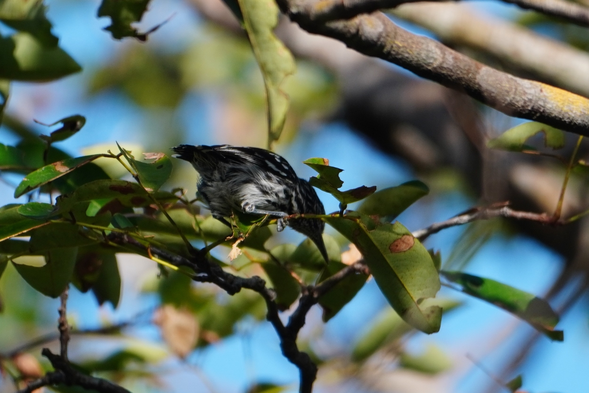 Cherrie's Antwren (Myrmotherula cherriei), photo 2