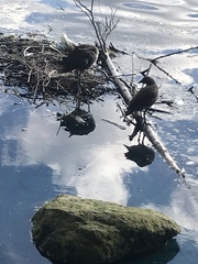 Gallinula chloropus