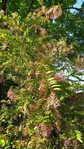 Foto de Cereja-do-mato