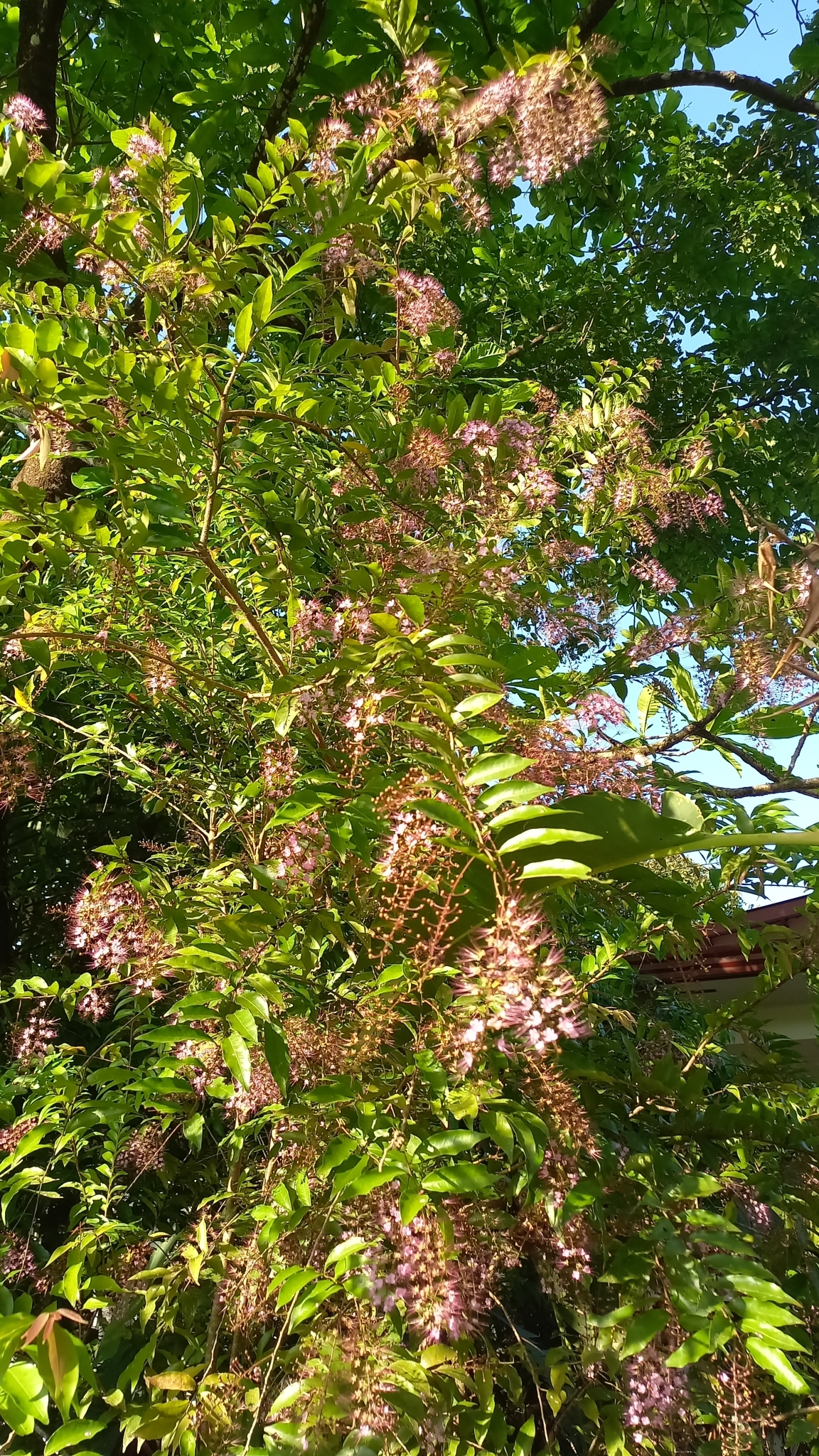 Imagem de Cereja-do-mato