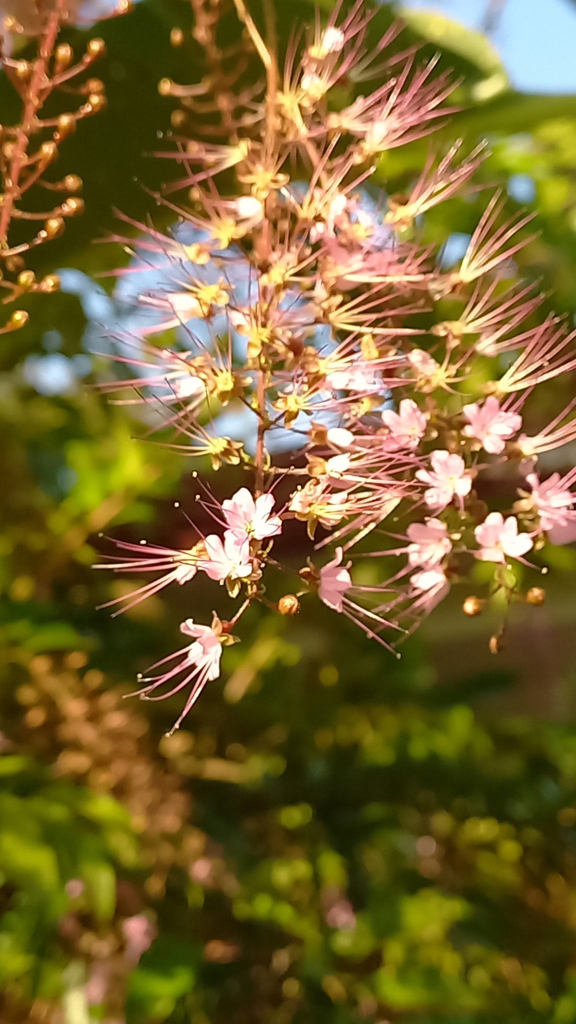 Imagem de Cereja-do-mato
