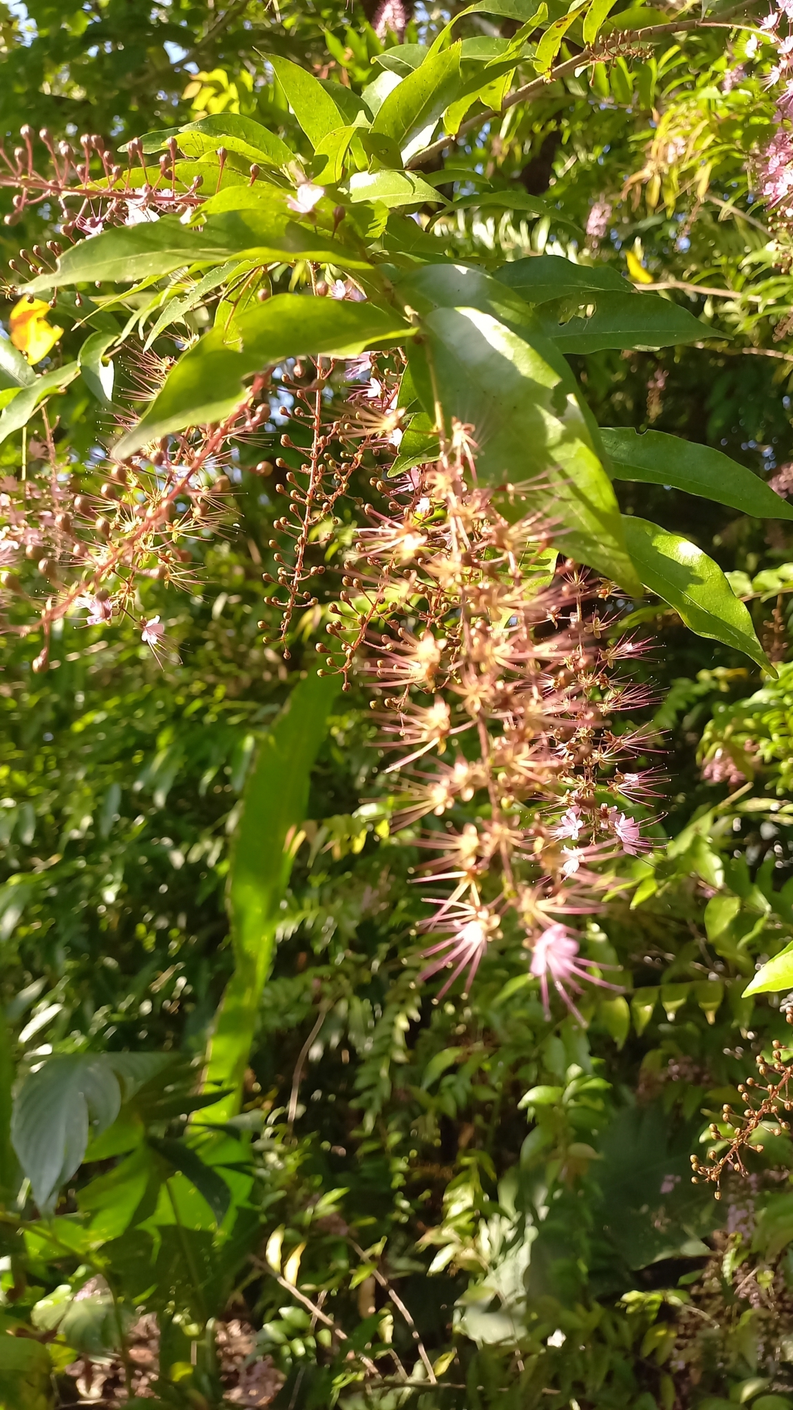 Imagem de Cereja-do-mato