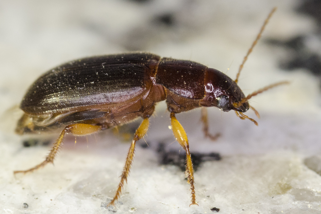 Metophonus