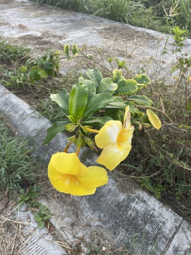 Copa de oro (Allamanda cathartica)
