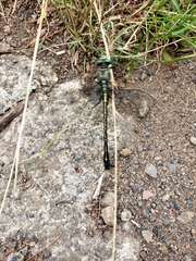 Gomphurus fraternus