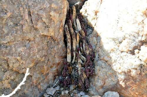 Gonostemon similis (N.E.Br.) P.V.Heath 4