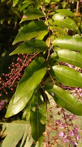Foto de Cereja-do-mato