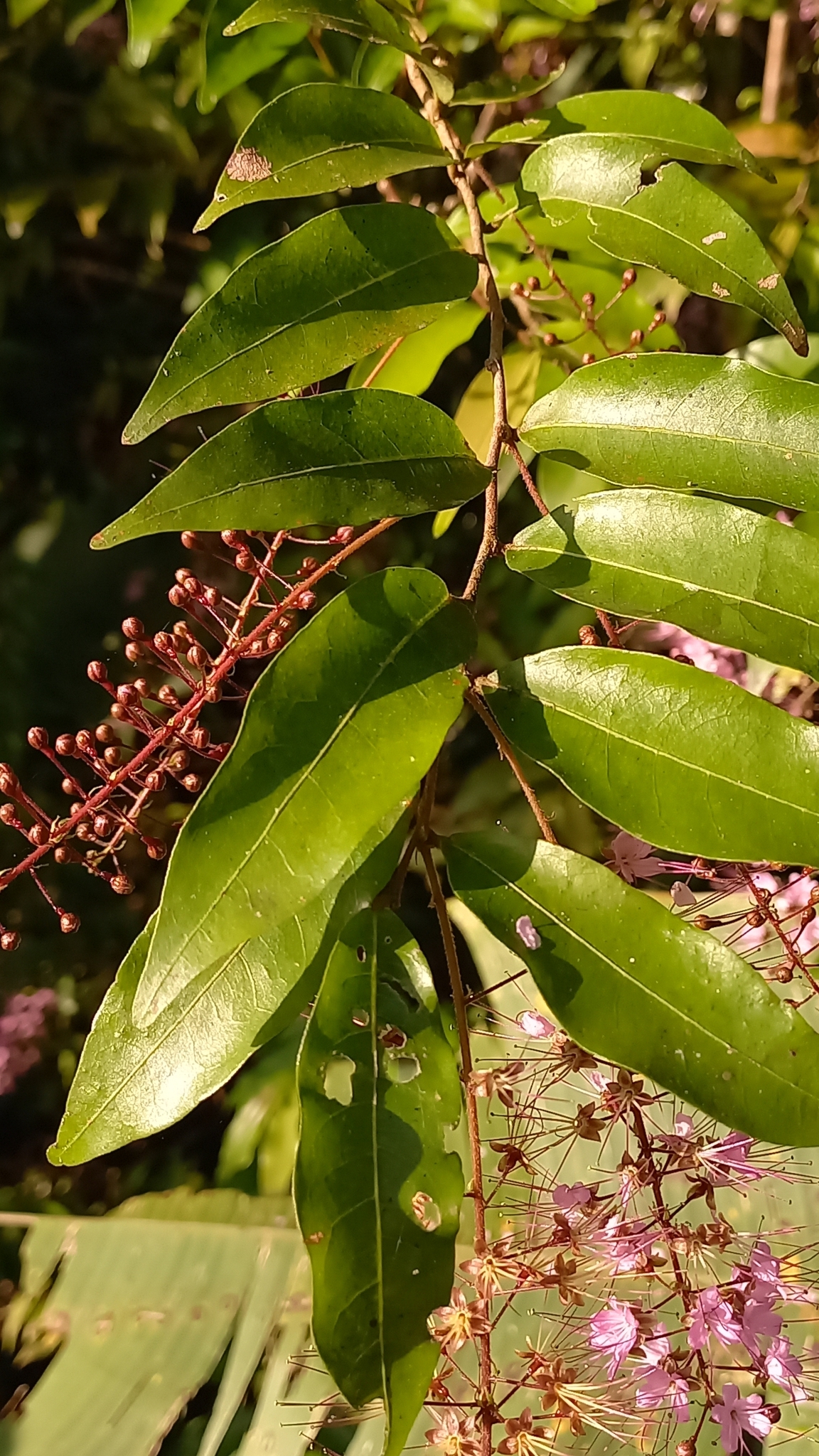Imagem de Cereja-do-mato