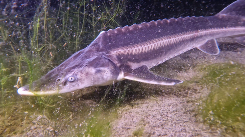 Ship sturgeon (Acipenser nudiventris) — Acipenseridae
