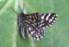 Narraga tessularia