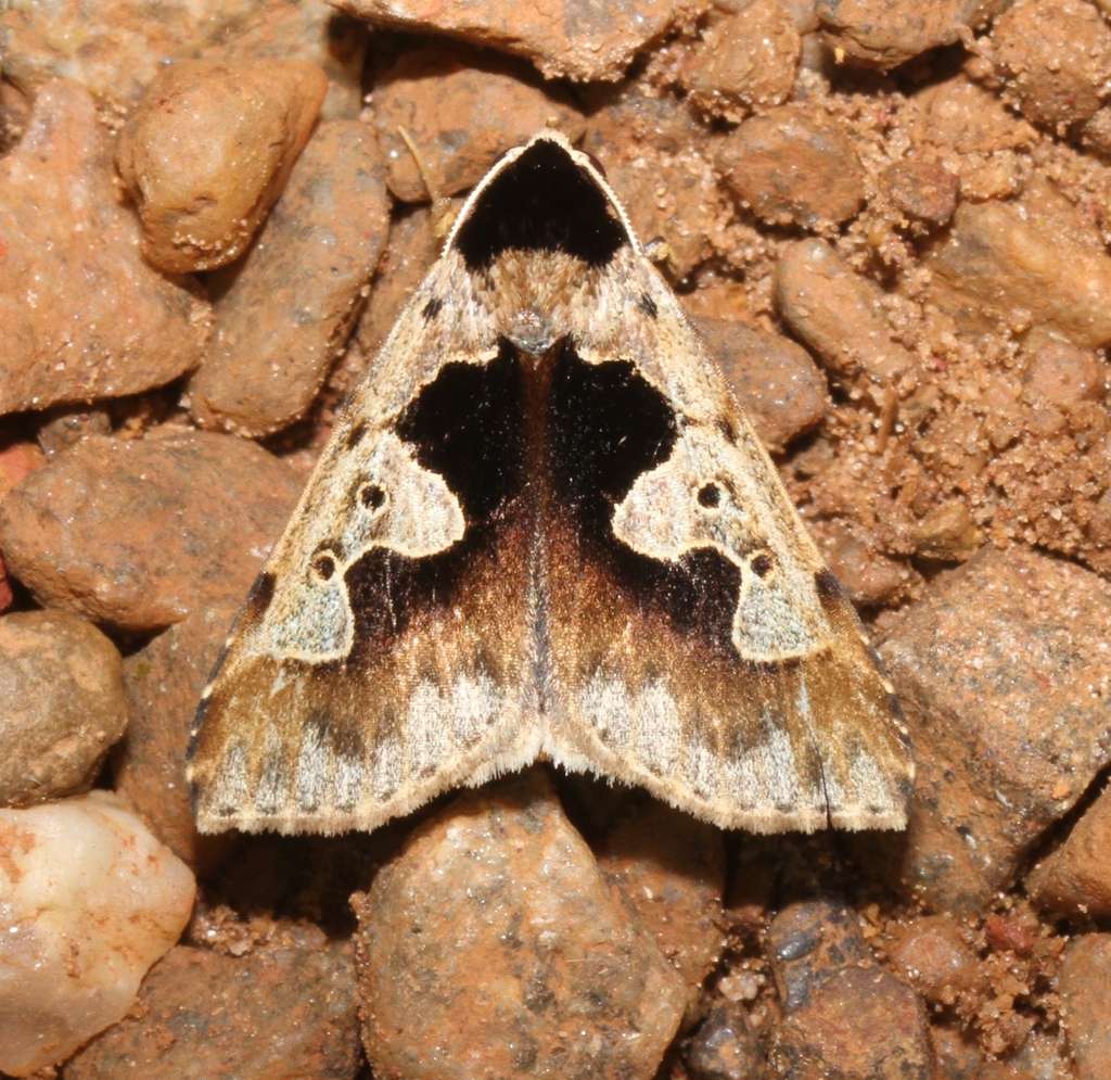 Baniana serpens