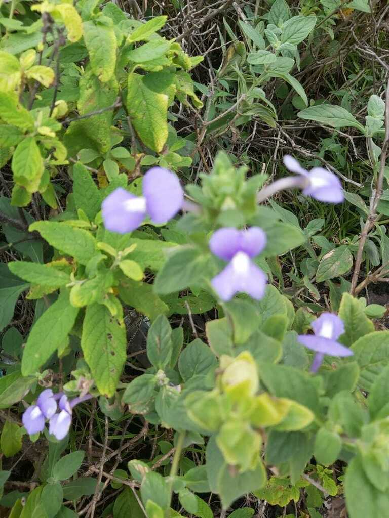 Cây bướm xanh – Matourea azurea