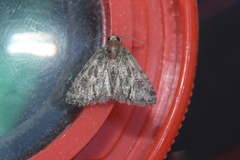 Cryphia pallida