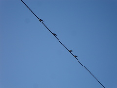 Hirundo rustica