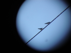 Hirundo rustica