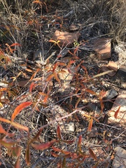 Searsia rigida rigida