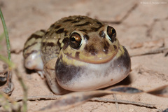 Vizcacheras' White-Lipped Frog photo 2